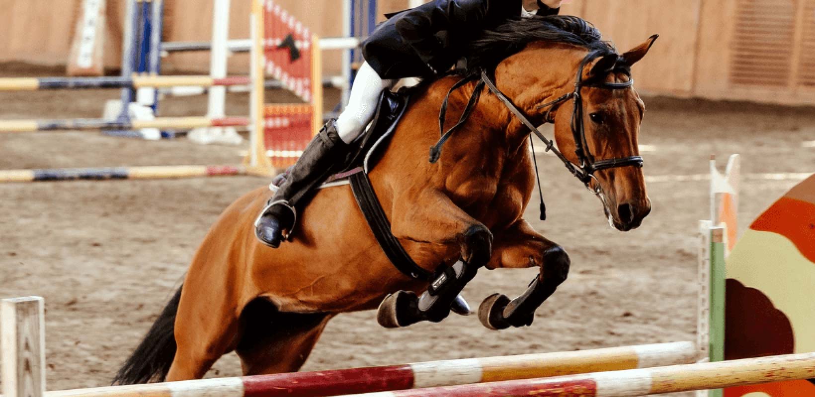 Cheval saut